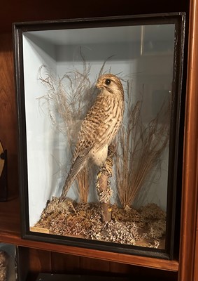 Lot 409 - Taxidermy: kestrel (Falco tinnunculus)