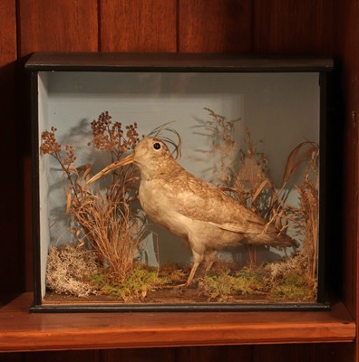 Lot 408 - Taxidermy: woodcock (Scolopax)