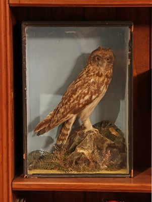 Lot 412 - Taxidermy: short-eared owl (Asio flammeus)