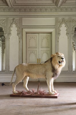 Lot 356 - Taxidermy: lion (Panthera leo)