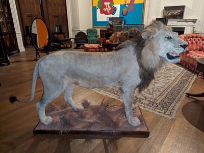 Lot 356 - Taxidermy: lion (Panthera leo)