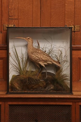 Lot 411 - Taxidermy: curlew (Numenius)