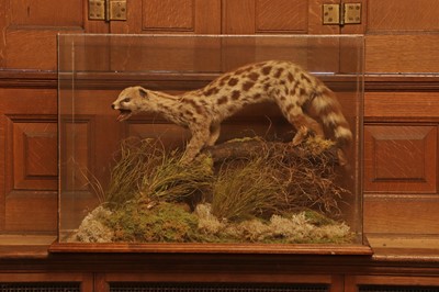 Lot 366 - Taxidermy: Asiatic linsang (Prionodon)