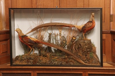Lot 410 - Taxidermy: golden pheasant (Chrysolophus pictus)