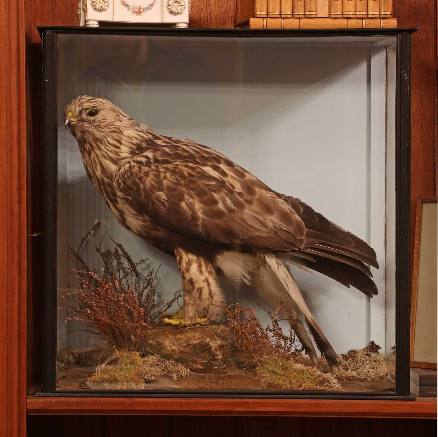 Lot 357 - Taxidermy: falcon (Falco)