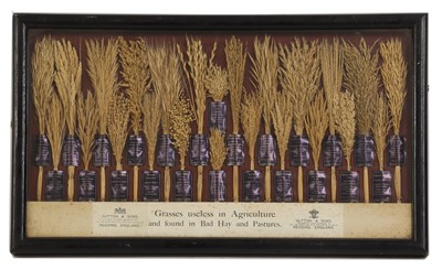 Lot 420 - ☘ A Sutton & Sons display of 'Grasses useless in Agriculture and found in Bad Hay and Pastures'