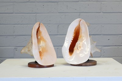 Lot 430 - A pair of conch shell table lamps