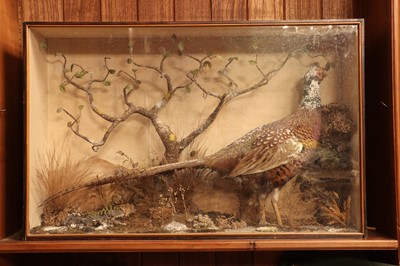 Lot 404 - Taxidermy: a melanistic cock pheasant (Phasianus colchicus)