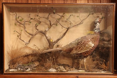 Lot 404 - Taxidermy: a melanistic cock pheasant (Phasianus colchicus)