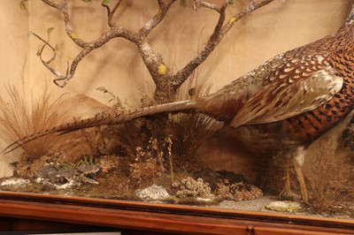 Lot 404 - Taxidermy: a melanistic cock pheasant (Phasianus colchicus)