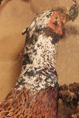 Lot 404 - Taxidermy: a melanistic cock pheasant (Phasianus colchicus)