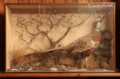 Lot 404 - Taxidermy: a melanistic cock pheasant (Phasianus colchicus)