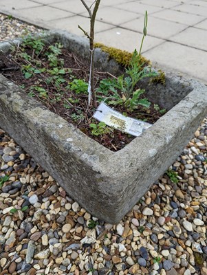 Lot 523 - A Cotswold stone trough