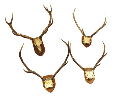 Lot 411 - A group of four skull-mounted deer antlers