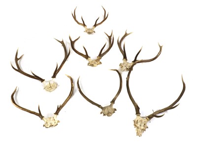 Lot 410 - A group of six skull-mounted antlers