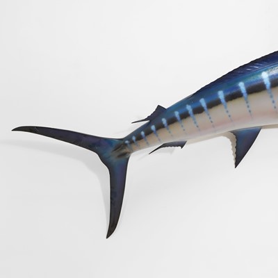 Lot 443 - Taxidermy: a blue marlin fishing trophy