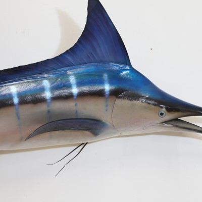 Lot 443 - Taxidermy: a blue marlin fishing trophy