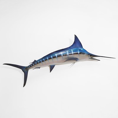 Lot 443 - Taxidermy: a blue marlin fishing trophy