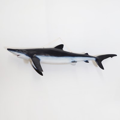 Lot 449 - Taxidermy: a blue shark fishing trophy
