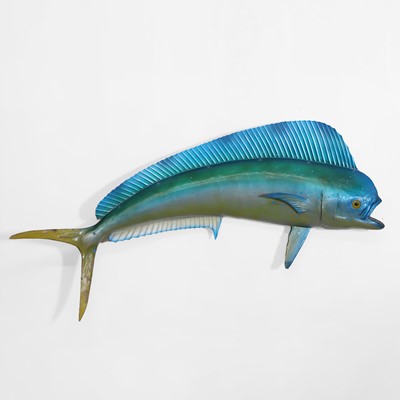 Lot 448 - Taxidermy: a mahi mahi fishing trophy