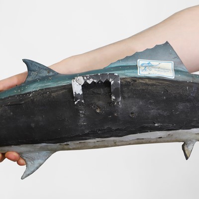 Lot 328 - Taxidermy: a dorado fishing trophy
