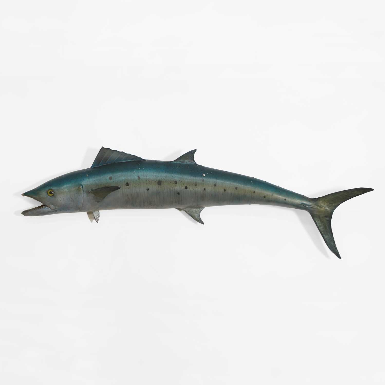 Lot 328 - Taxidermy: a dorado fishing trophy