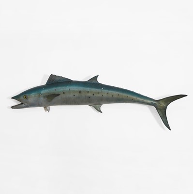 Lot 446 - Taxidermy: a dorado fishing trophy