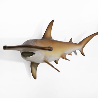 Lot 326 - A hammerhead shark fishing trophy