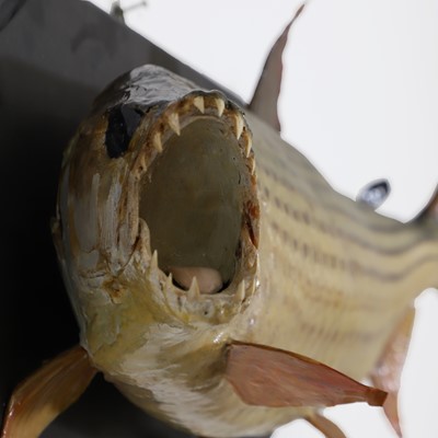 Lot 444 - Taxidermy: a tiger fish fishing trophy
