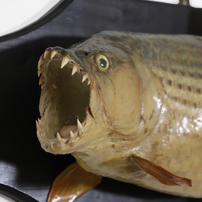 Lot 444 - Taxidermy: a tiger fish fishing trophy