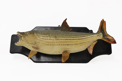 Lot 444 - Taxidermy: a tiger fish fishing trophy