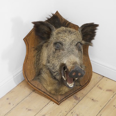 Lot 434 - Taxidermy: a wild boar head mount