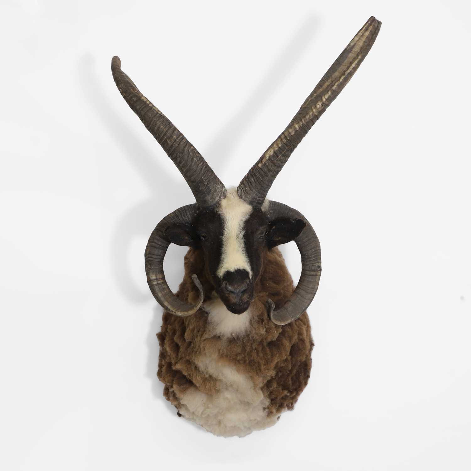 Lot 22 - Taxidermy: a Jacob's ram head mount