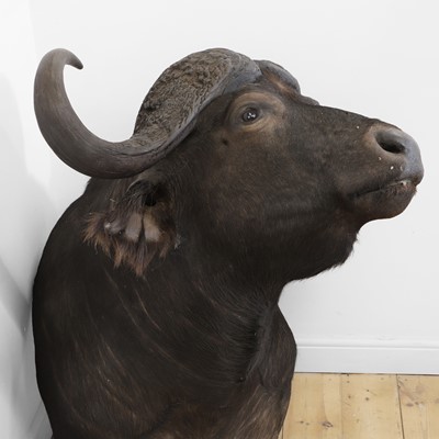 Lot 433 - Taxidermy: a Cape buffalo head mount