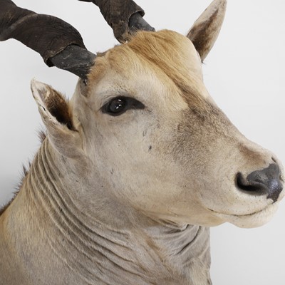 Lot 432 - Taxidermy: an eland head mount