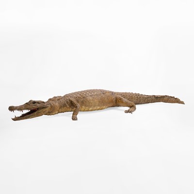 Lot 431 - Taxidermy: a Nile crocodile