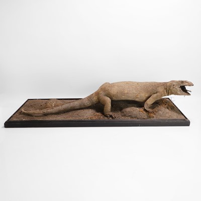 Lot 430 - Taxidermy: a monitor lizard