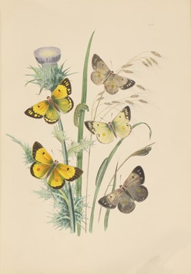 Lot 318 - BUTTERFLIES