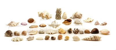 Lot 378 - A large collection of seashells