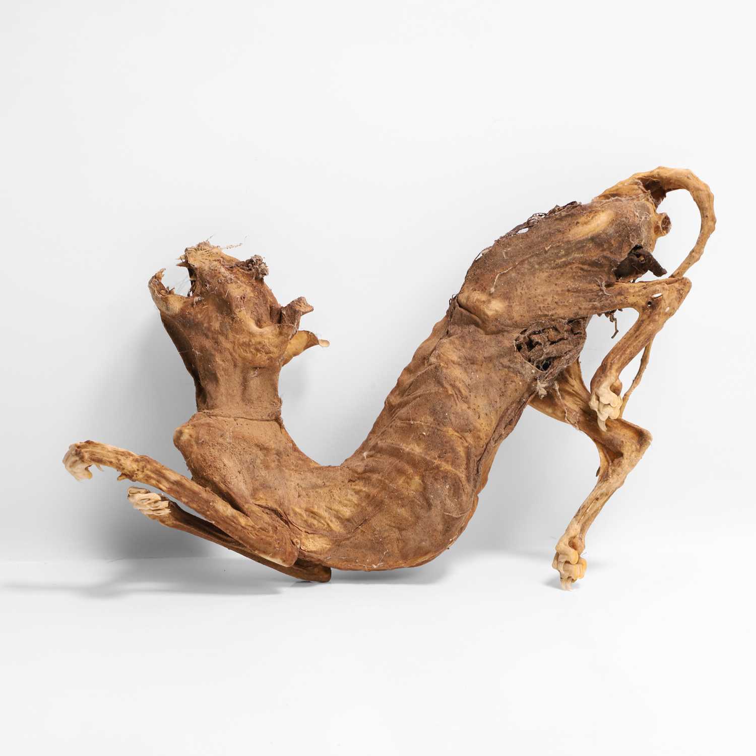 Lot 48 - A mummified cat