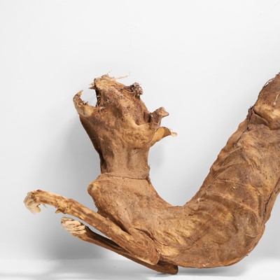 Lot 48 - A mummified cat