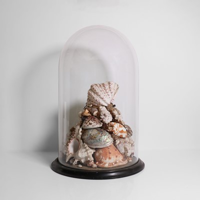 Lot 221 - A collection of seashells