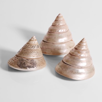 Lot 218 - A group of three troca (Trochidae) shells