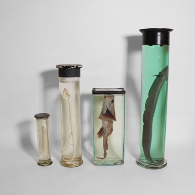 Lot 245 - A collection of glass jar preserved specimens