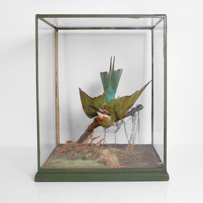 Lot 242 - Taxidermy: A blue-tailed bee-eater (Merops philippinus)
