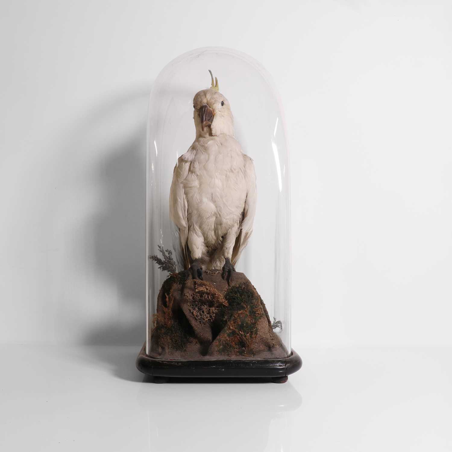 Lot 244 Taxidermy a sulphurcrested cockatoo