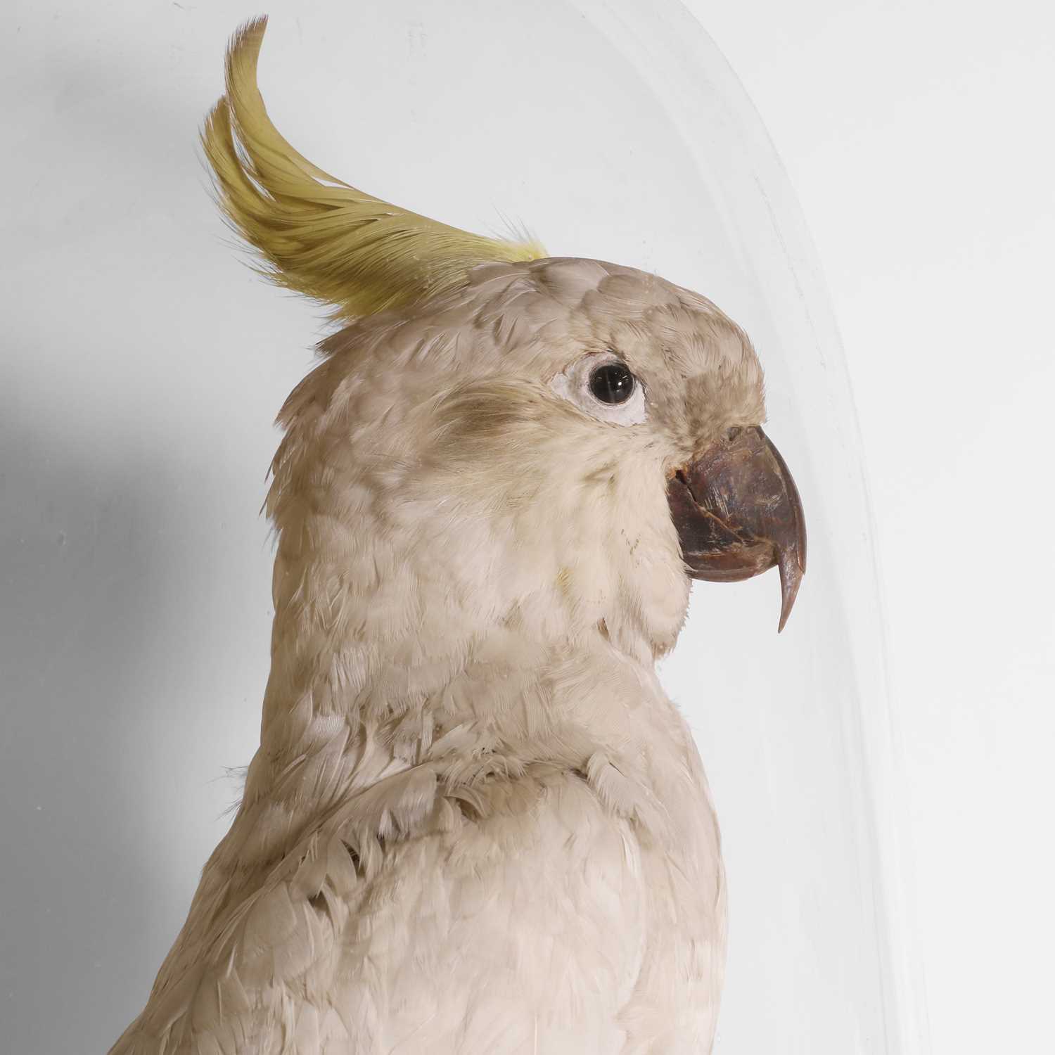 Lot 244 Taxidermy a sulphurcrested cockatoo