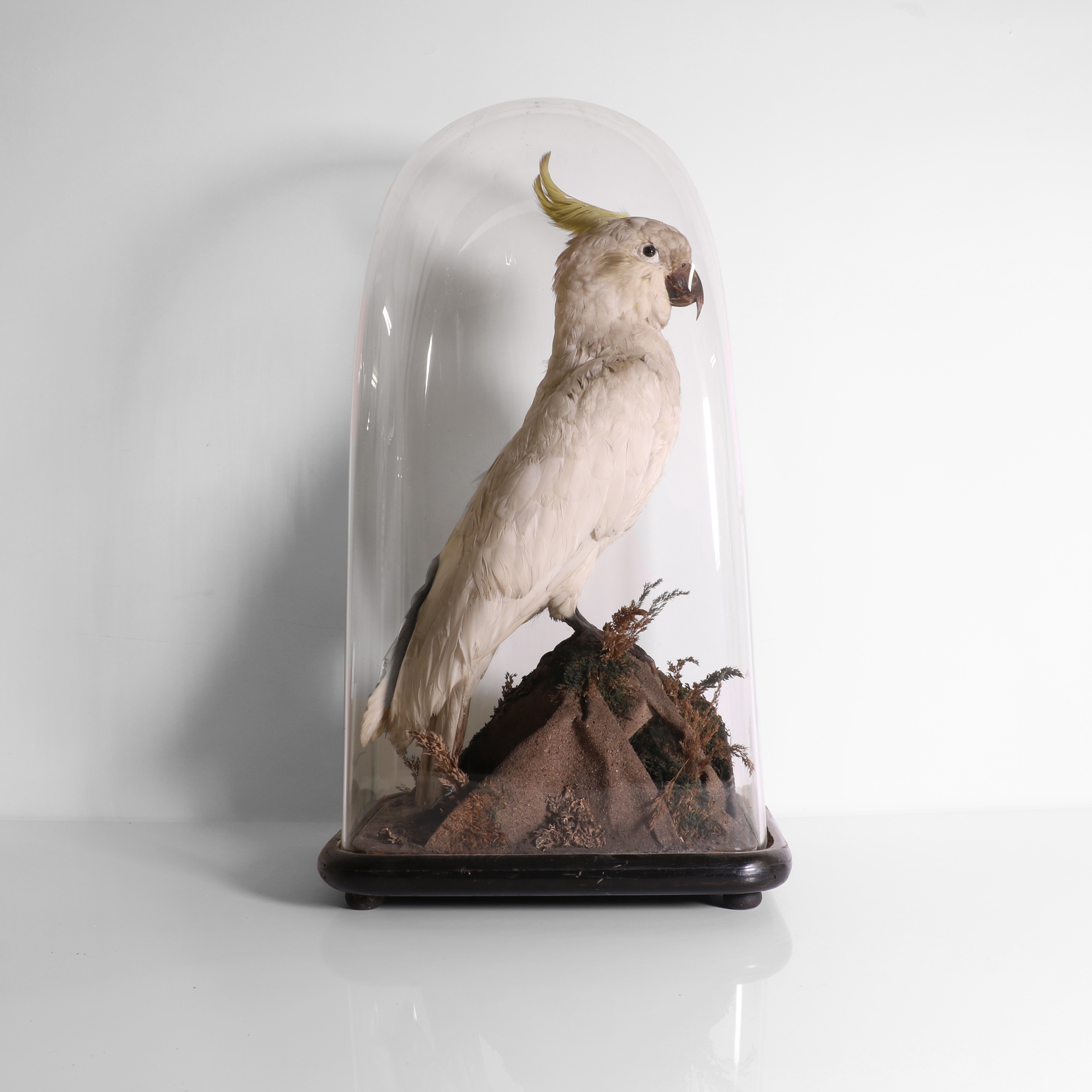 Lot 244 Taxidermy a sulphurcrested cockatoo