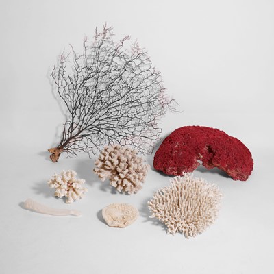 Lot 219 - A collection of coral specimens