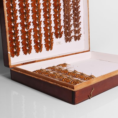 Lot 239 - Entomology: a cased collection of butterflies
